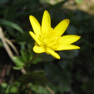 Ranunculus ficaria, Bild 