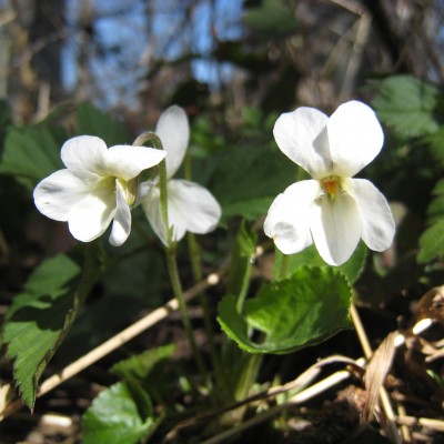 Viola alba, Bild 