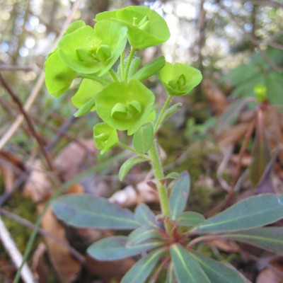Euphorbia amygdaloides, Bild 