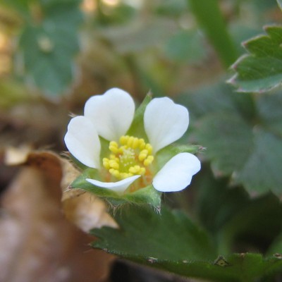 Potentilla sterilis, Bild 