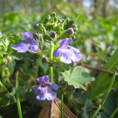 Glechoma hederacea, Bild 