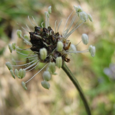 Plantago lanceolata, Bild 