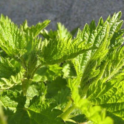 Urtica dioica, Bild 