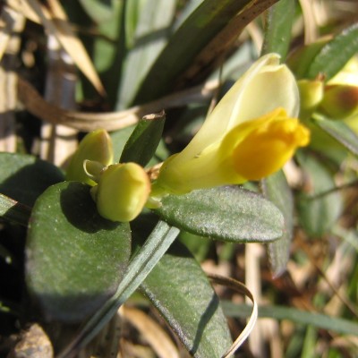 Polygala chamaebuxus, Bild 