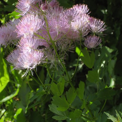 Thalictrum aquilegiifolium, Bild 