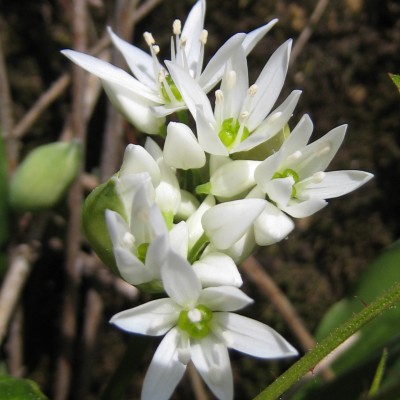 Allium ursinum, Bild 