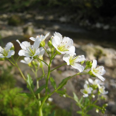 Cardamine amara, Bild 