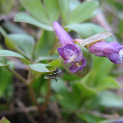 Corydalis cava, Bild 