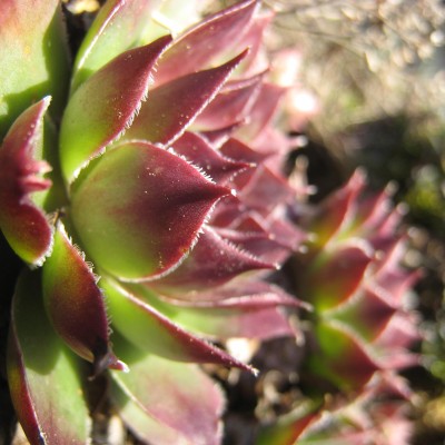 Sempervivum tectorum, Bild 