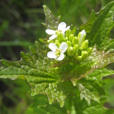 Alliaria petiolata, Bild 