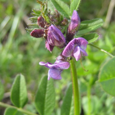 Vicia sepium, Bild 