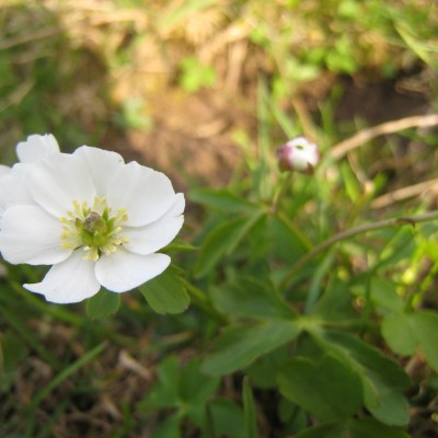 Ranunculus aconitifolius, Bild 