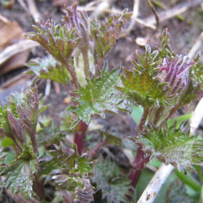 Urtica urens, Bild 