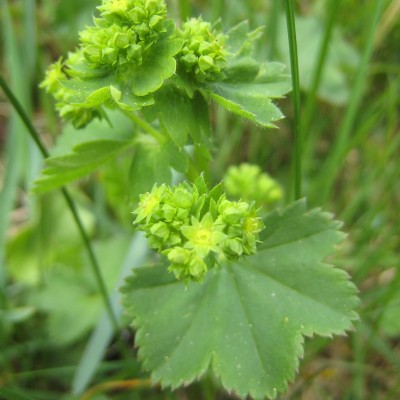 Alchemilla vulgaris, Bild 