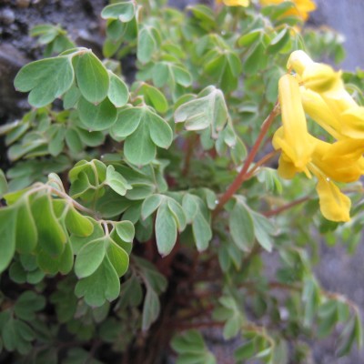 Corydalis lutea, Bild 