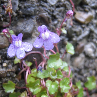 Cymbalaria muralis, Bild 