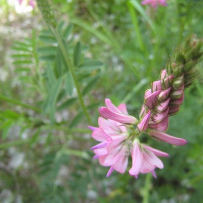 Onobrychis montana, Bild 