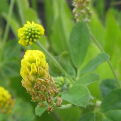 Medicago lupulina, Bild 