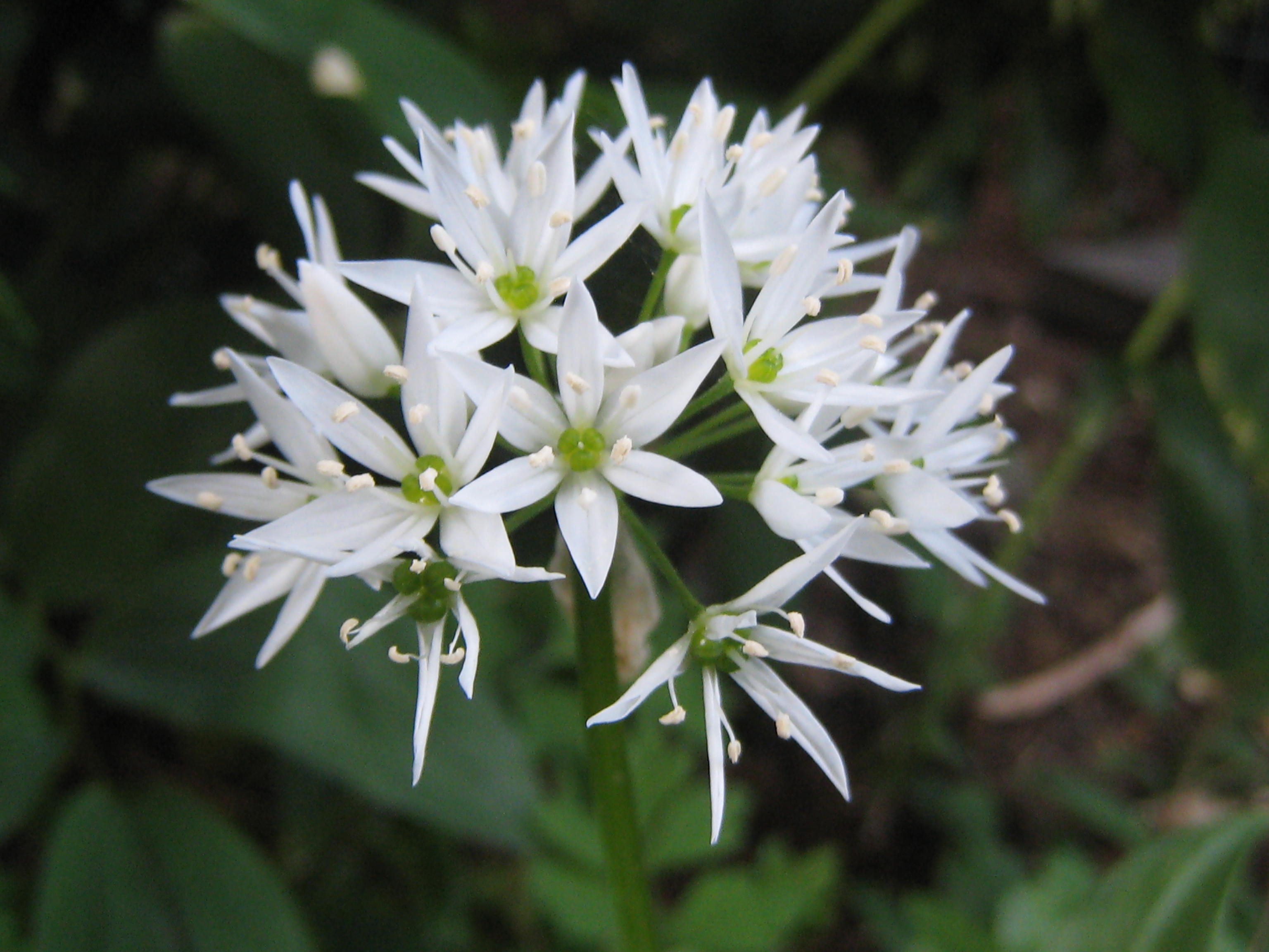 Bärlauch · Allium ursinum · Die Pflanzenwelt der Alpen · alpenflora.ch