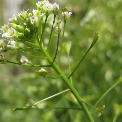 Capsella bursa-pastoris, Bild 