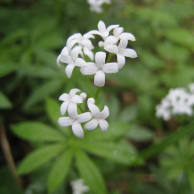 Galium odoratum, Bild 