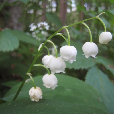 Convallaria majalis, Bild 