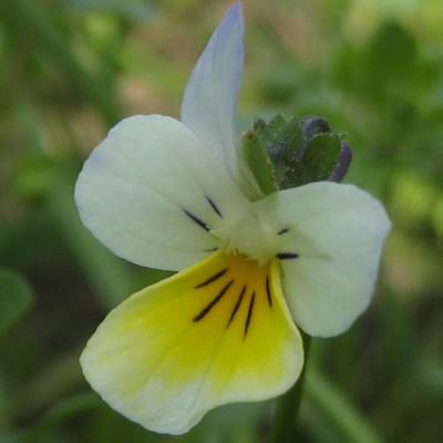 Viola arvensis, Bild 