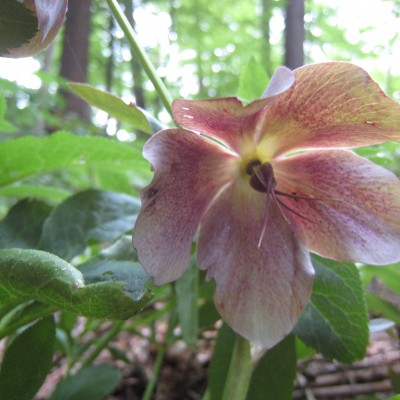 Helleborus purpurascens, Bild 