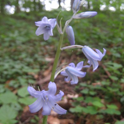 Hyacinthoides hispanica, Bild 