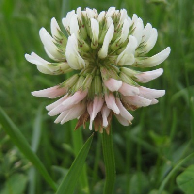 Trifolium repens, Bild 