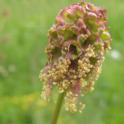 Sanguisorba minor, Bild 