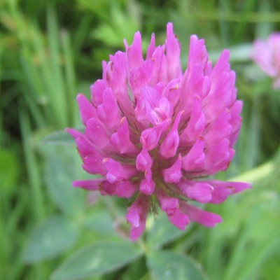 Trifolium pratense, Bild 