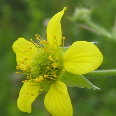 Geum urbanum, Bild 