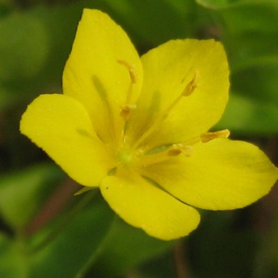 Lysimachia nemorum, Bild 