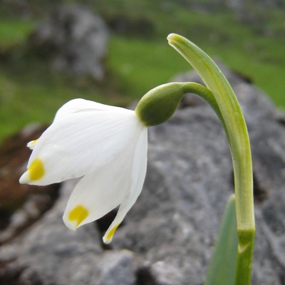 Leucojum vernum, Bild 