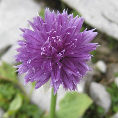 Allium schoenoprasum, Bild 