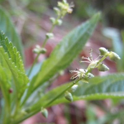 Mercurialis perennis, Bild 