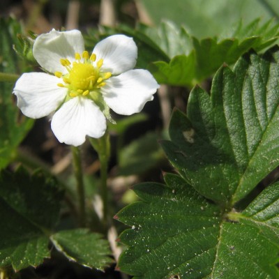 Fragaria vesca, Bild 