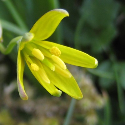 Gagea lutea, Bild 