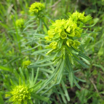 Euphorbia cyparissias, Bild 