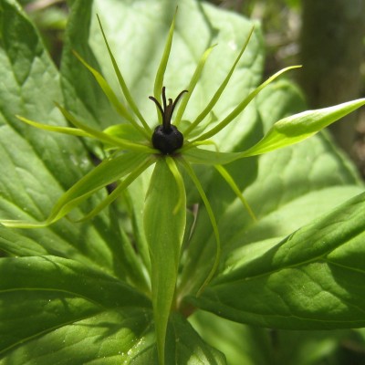 Paris quadrifolia, Bild 