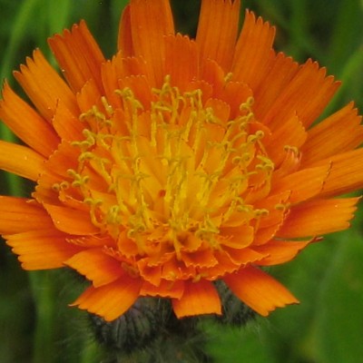 Crepis aurea, Bild 