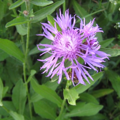 Centaurea jacea, Bild 