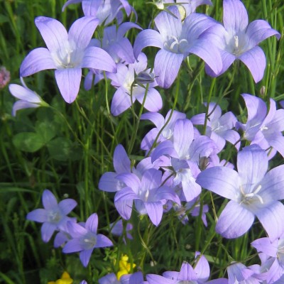 Campanula patula, Bild 