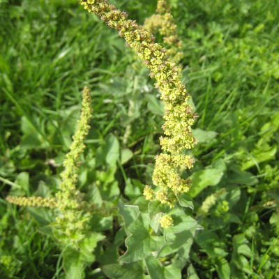 Chenopodium bonus-henricus, Bild 