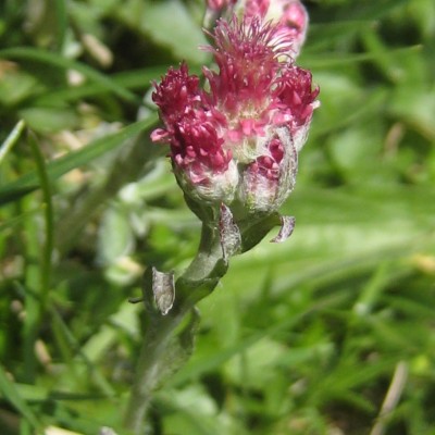 Antennaria dioica, Bild 