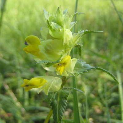 Rhinanthus alectorolophus, Bild 