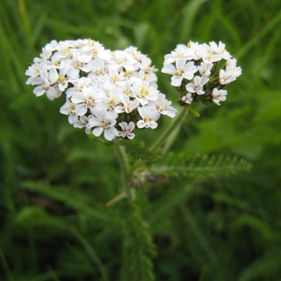 Achillea millefolium, Bild 