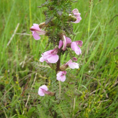 Pedicularis palustris, Bild 