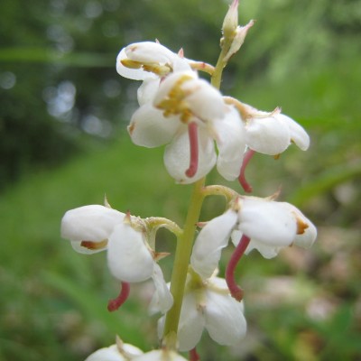 Pyrola rotundifolia, Bild 